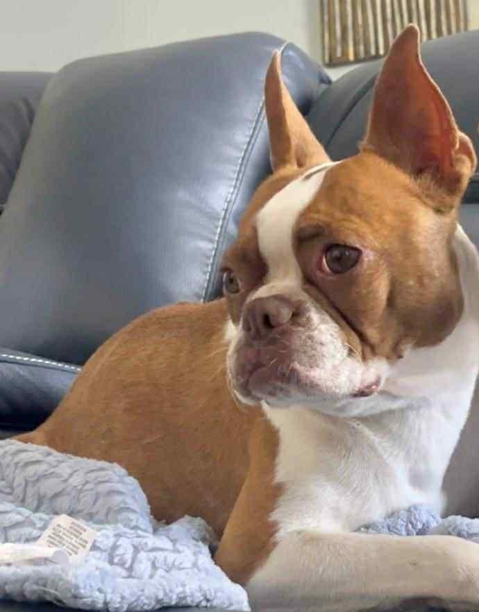 Enlarge Stella - Phoenix / Prescott area, a Adopted Boston Terrier in Mayer, AZ image 2/4