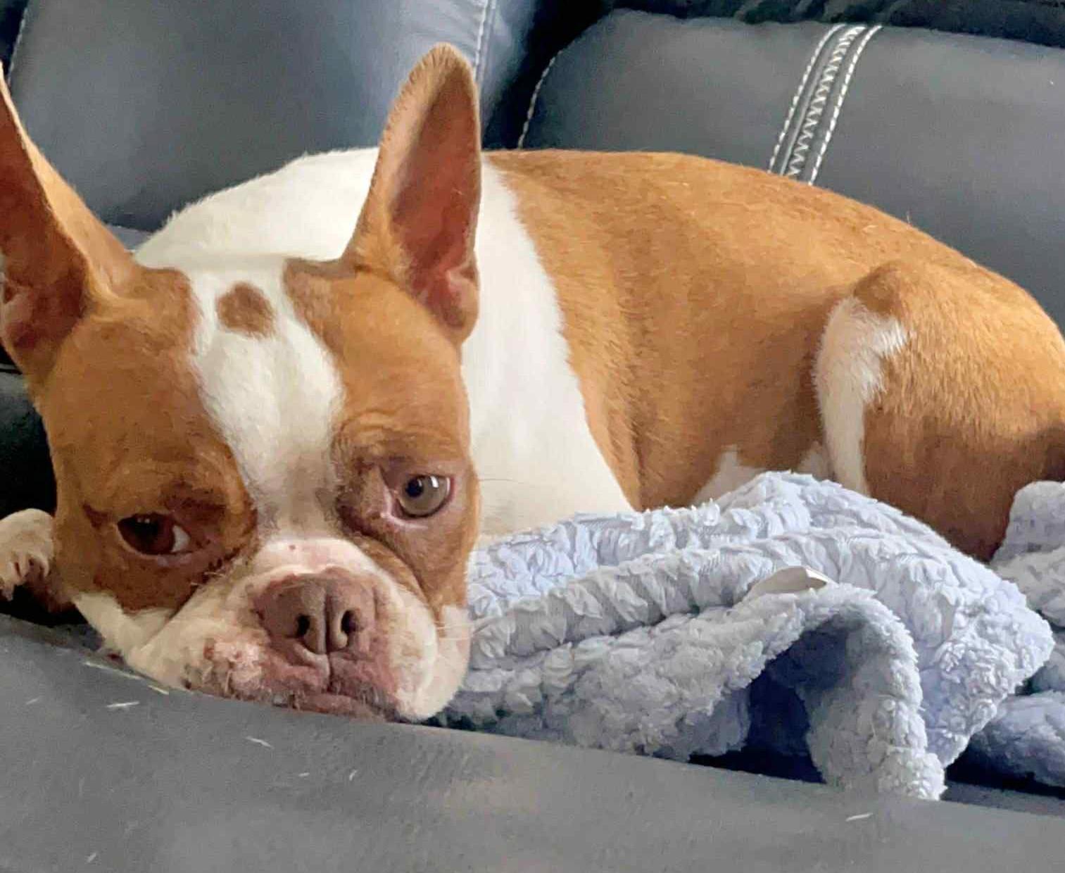 Enlarge Stella - Phoenix / Prescott area, a Adopted Boston Terrier in Mayer, AZ image 1/4