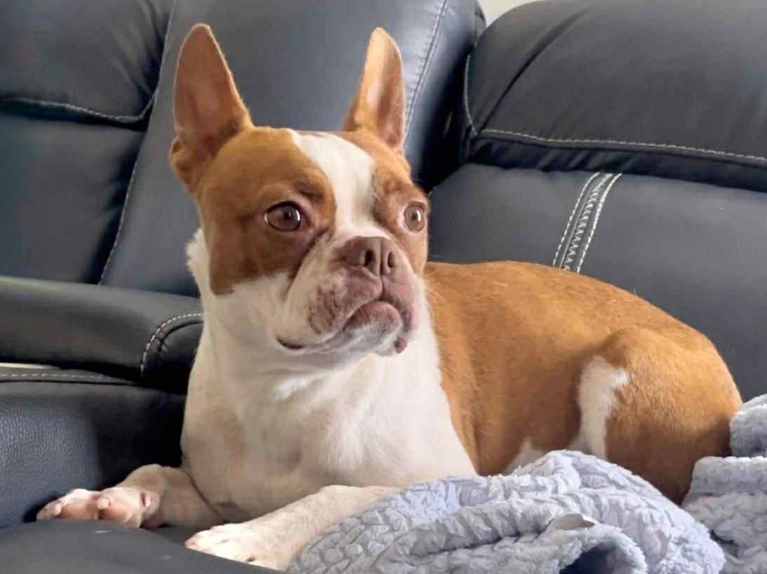 Enlarge Stella - Phoenix / Prescott area, a Adopted Boston Terrier in Mayer, AZ image 3/4