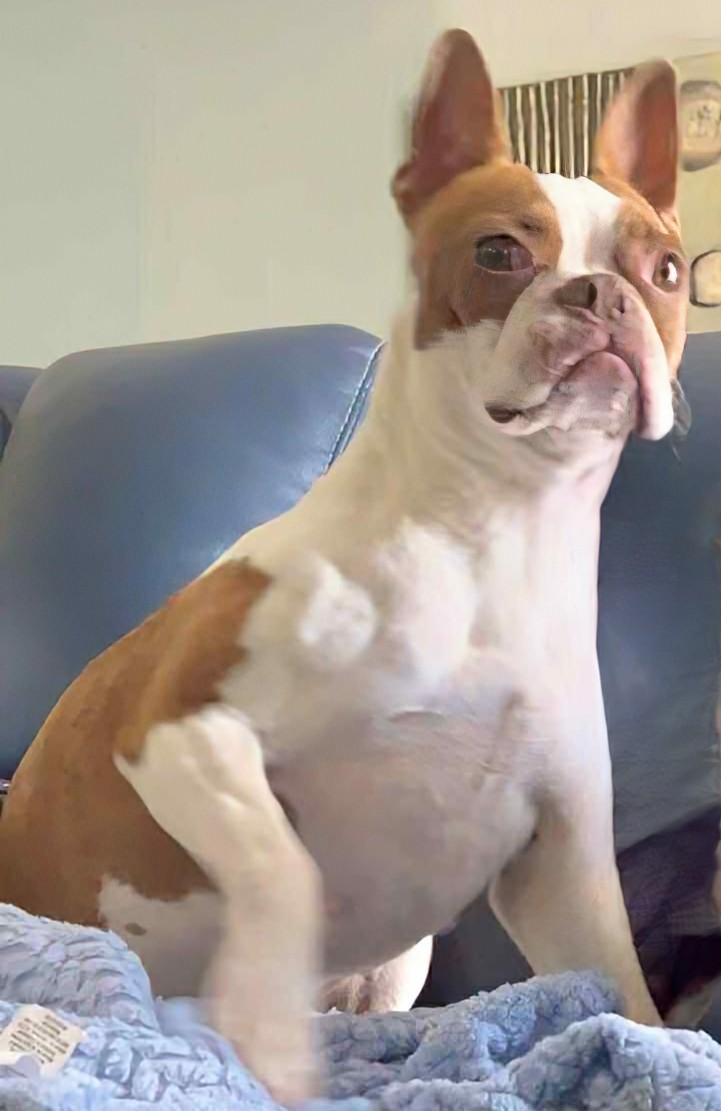 Enlarge Stella - Phoenix / Prescott area, a Adopted Boston Terrier in Mayer, AZ image 4/4