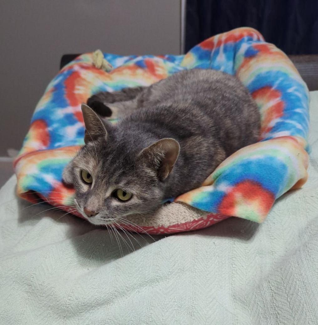 Enlarge Willow, a Adoptable American Shorthair in Rochester, NY image 2/6