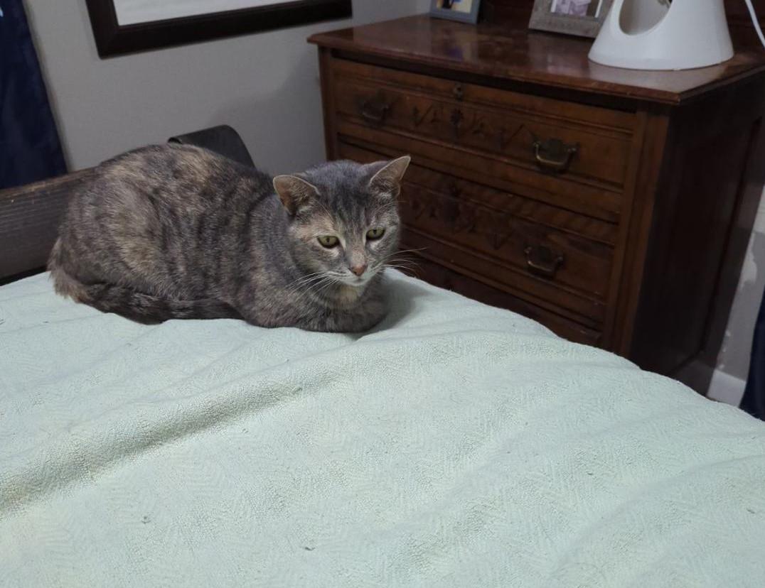 Enlarge Willow, a Adoptable American Shorthair in Rochester, NY image 3/6