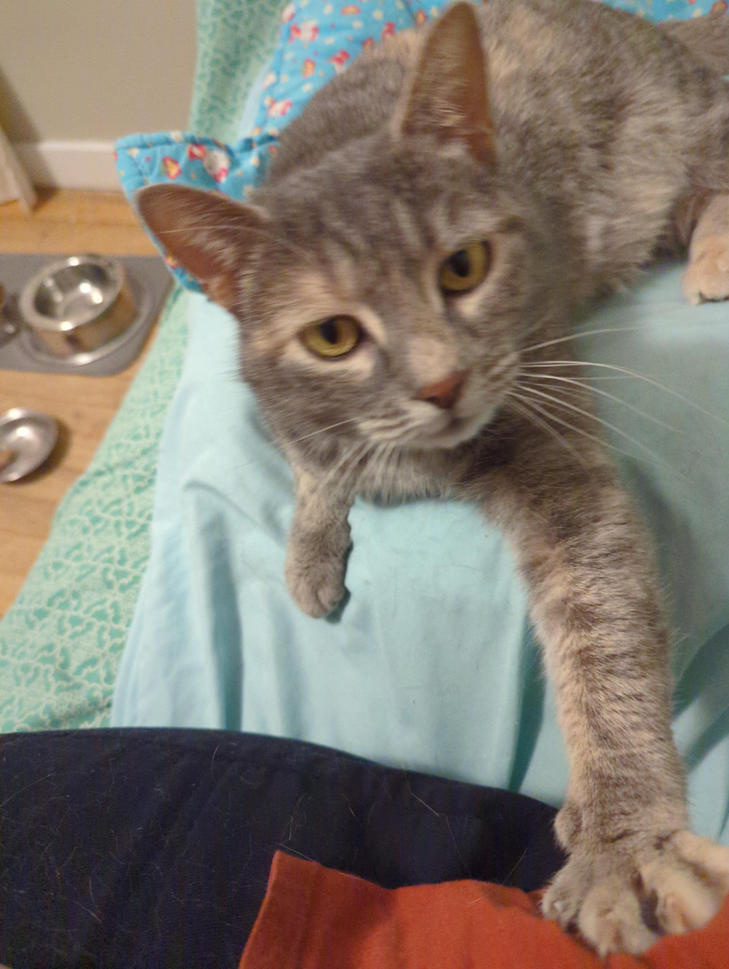 Enlarge Willow, a Adoptable American Shorthair in Rochester, NY image 4/6