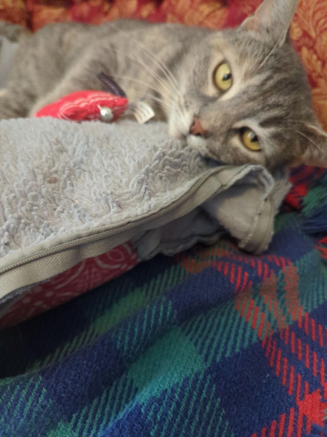 Enlarge Willow, a Adoptable American Shorthair in Rochester, NY image 6/6