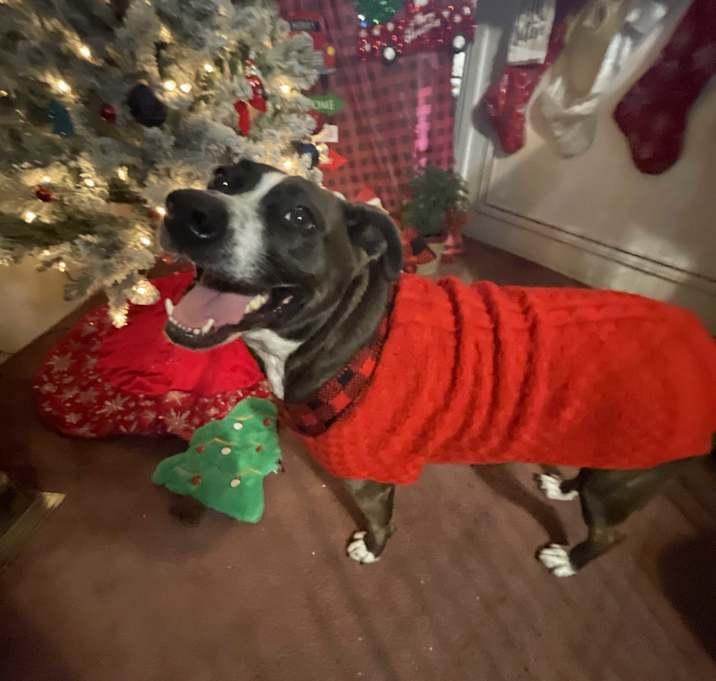 Enlarge Layla, a Adoptable mixed breed in Inez, TX image 1/4