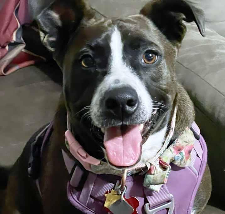 Enlarge Layla, a Adoptable mixed breed in Inez, TX image 3/4