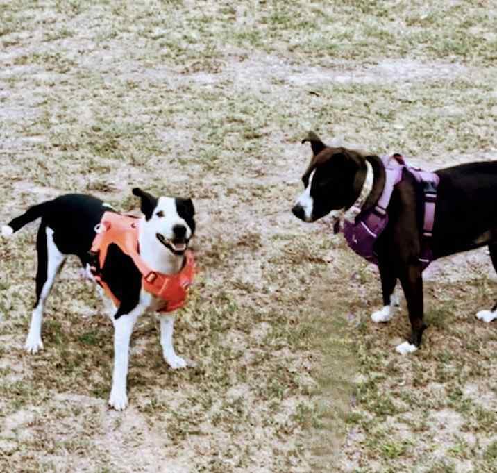 Enlarge Layla, a Adoptable mixed breed in Inez, TX image 4/4