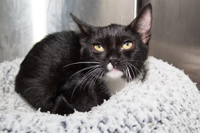 Enlarge SIMMONS, a Adoptable Domestic Short Hair in Santa Monica, CA image 1/1
