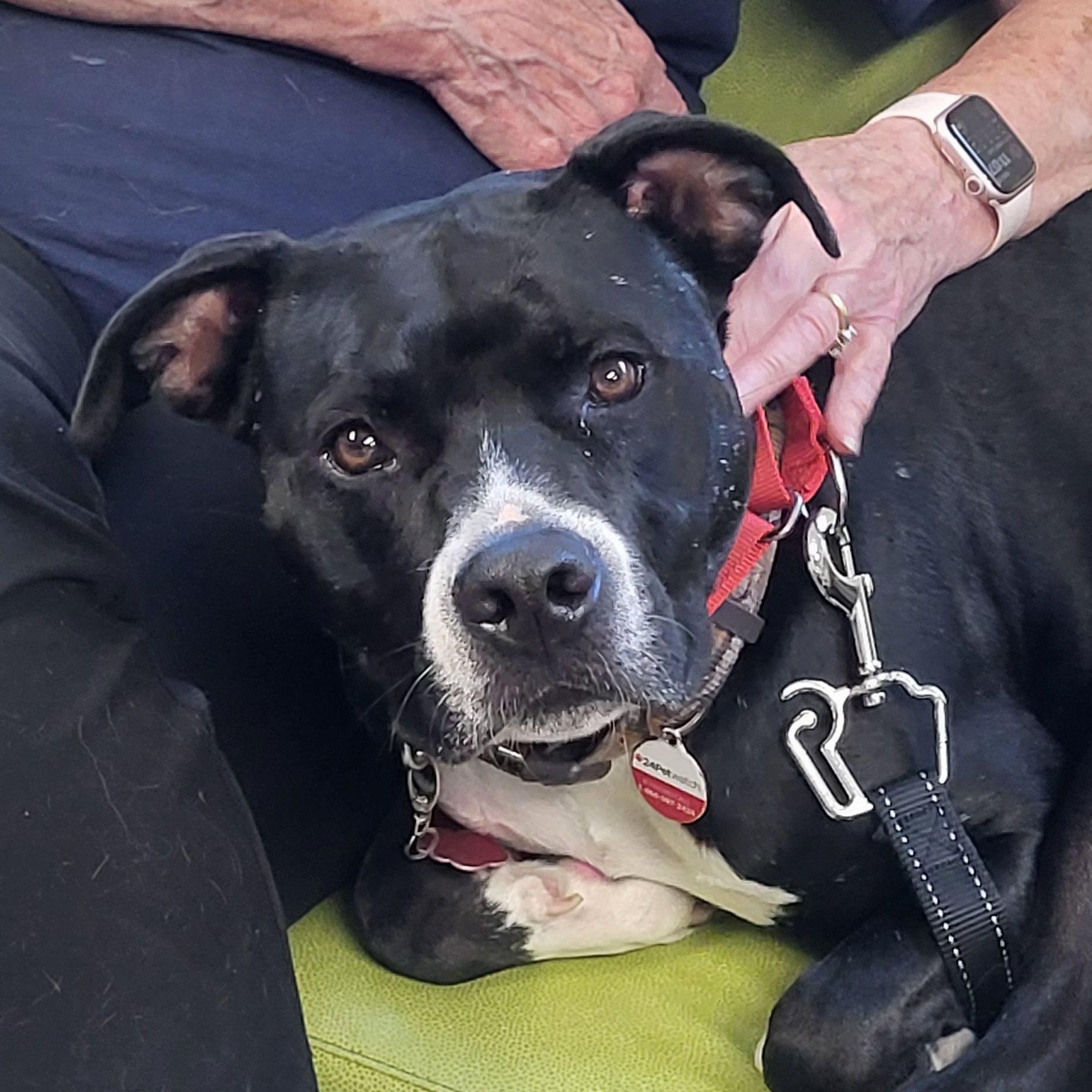 Jay - COME MEET ME!, an adoptable Terrier, Labrador Retriever in Medfield, MA, 02052 | Photo Image 1