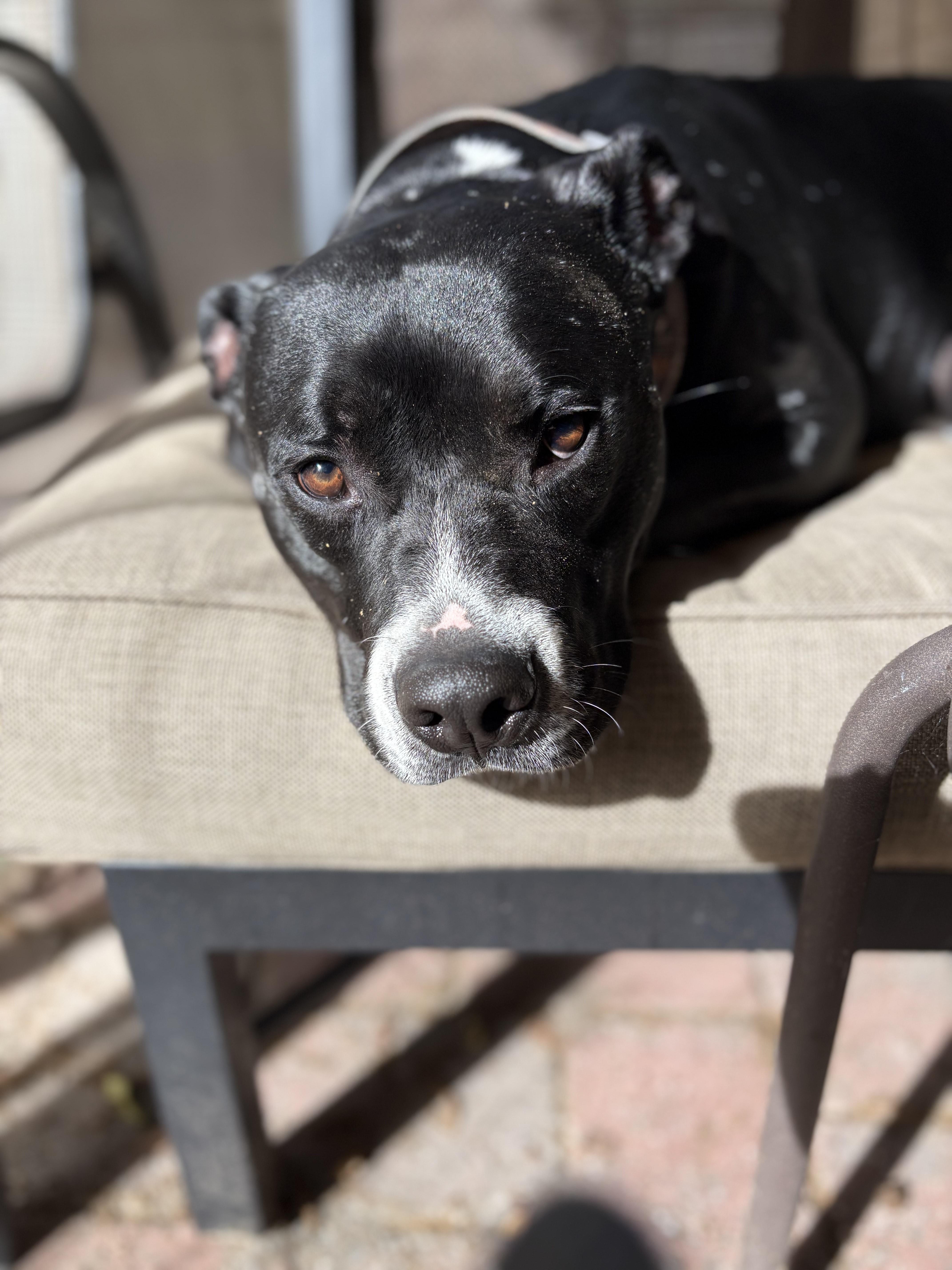 Jay - COME MEET ME!, an adoptable Terrier, Labrador Retriever in Medfield, MA, 02052 | Photo Image 3