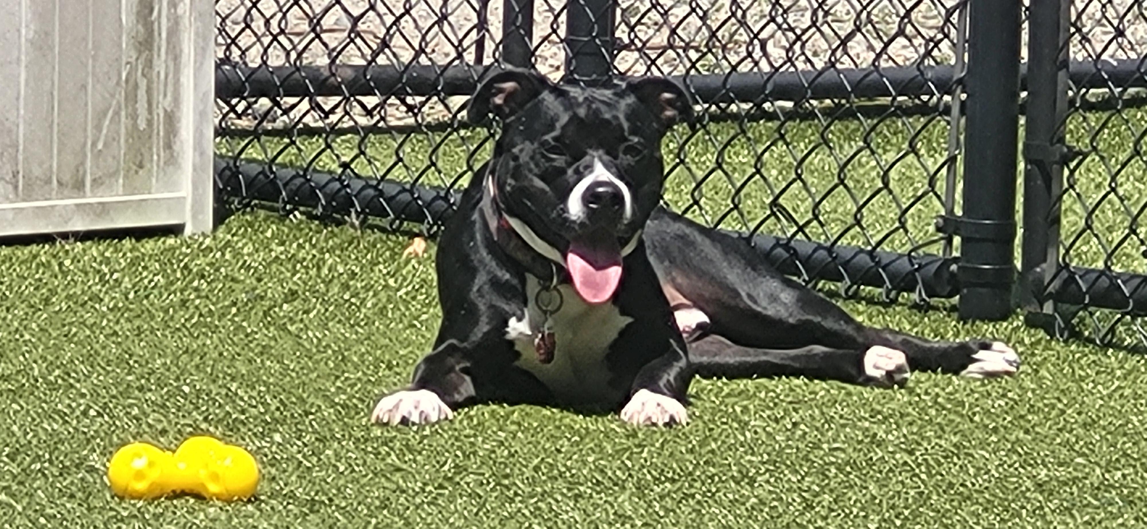 Jay - COME MEET ME!, an adoptable Terrier, Labrador Retriever in Medfield, MA, 02052 | Photo Image 5
