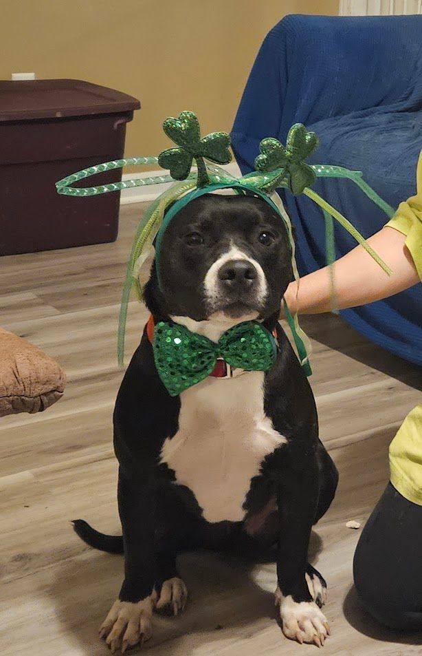 Jay - COME MEET 7/28, an adoptable Terrier, Labrador Retriever in Medfield, MA, 02052 | Photo Image 5