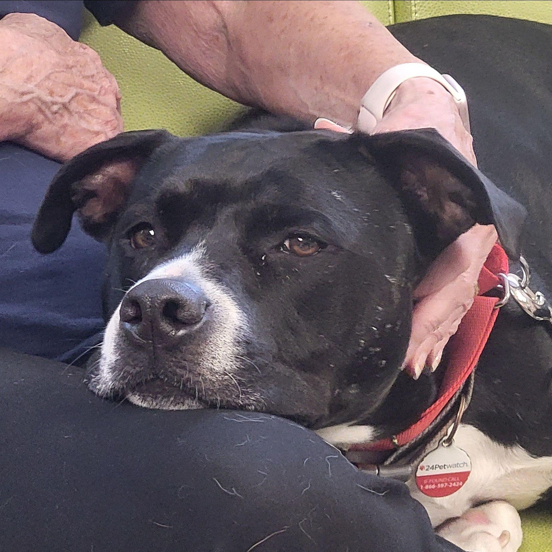 Jay - COME MEET ME!, an adoptable Terrier, Labrador Retriever in Medfield, MA, 02052 | Photo Image 4