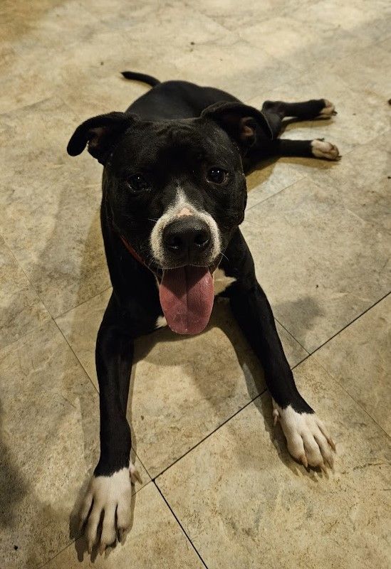 Jay - COME MEET 7/28, an adoptable Terrier, Labrador Retriever in Medfield, MA, 02052 | Photo Image 1