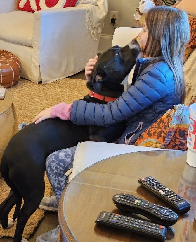 Jay - COME MEET 7/28, an adoptable Terrier, Labrador Retriever in Medfield, MA, 02052 | Photo Image 6