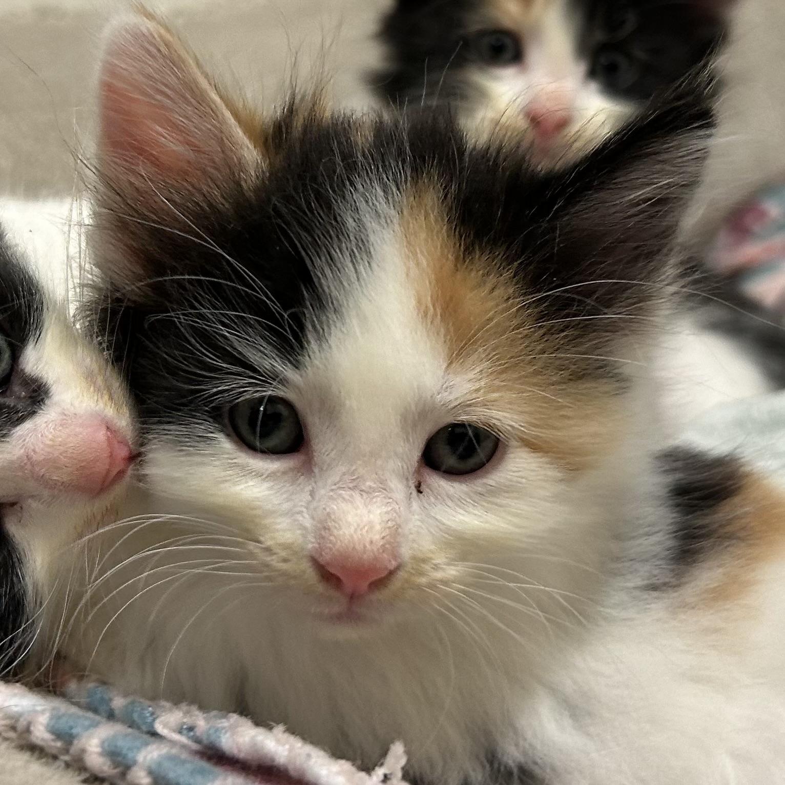 Sea Breeze, adopted, Kitten Female Domestic Short Hair.