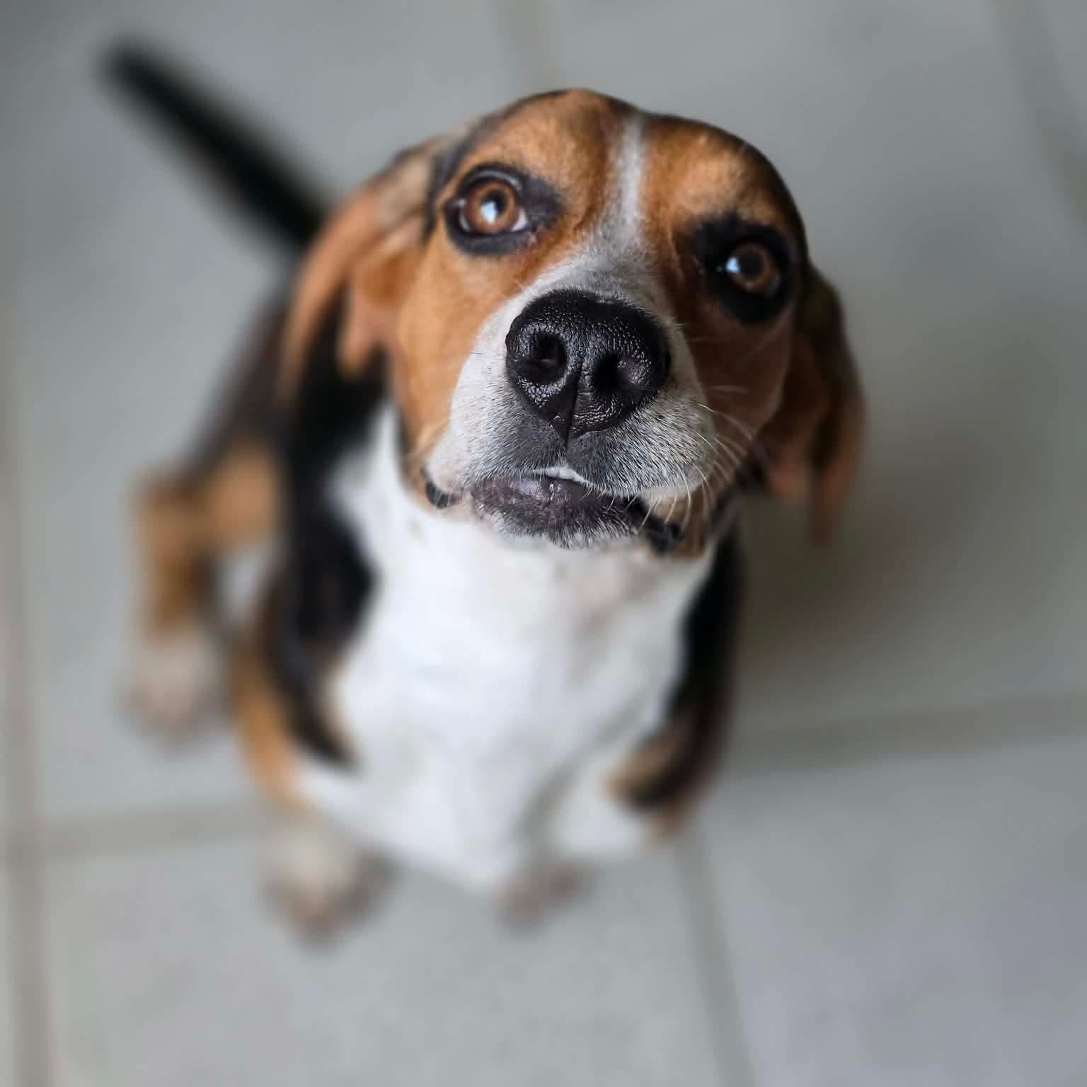 Buster, an adopted Beagle in Justin, TX image 4/4