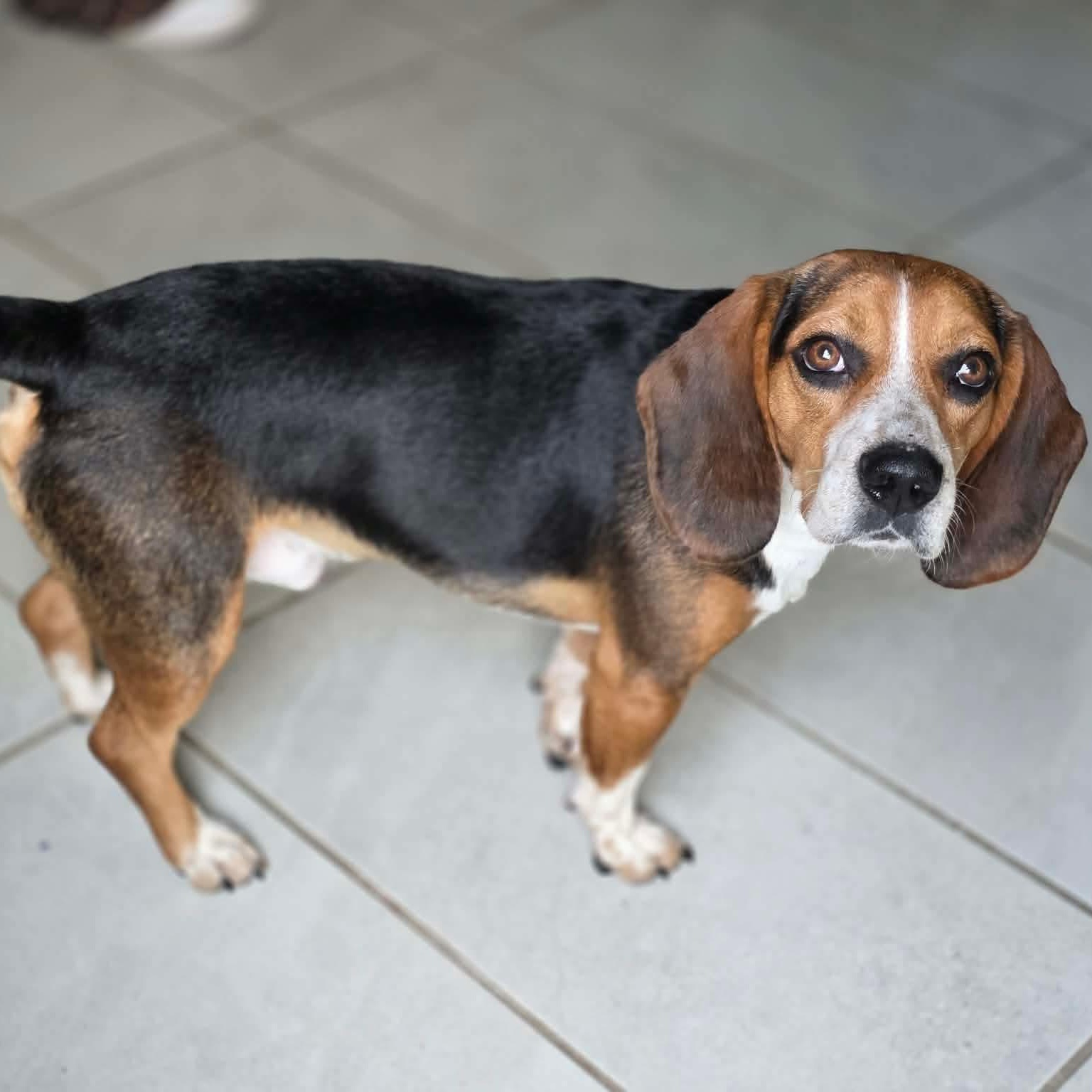 Buster, an adopted Beagle in Justin, TX image 3/4