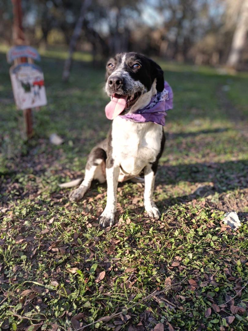 Enlarge Tia, a Adoptable mixed breed in Kempner, TX image 1/3