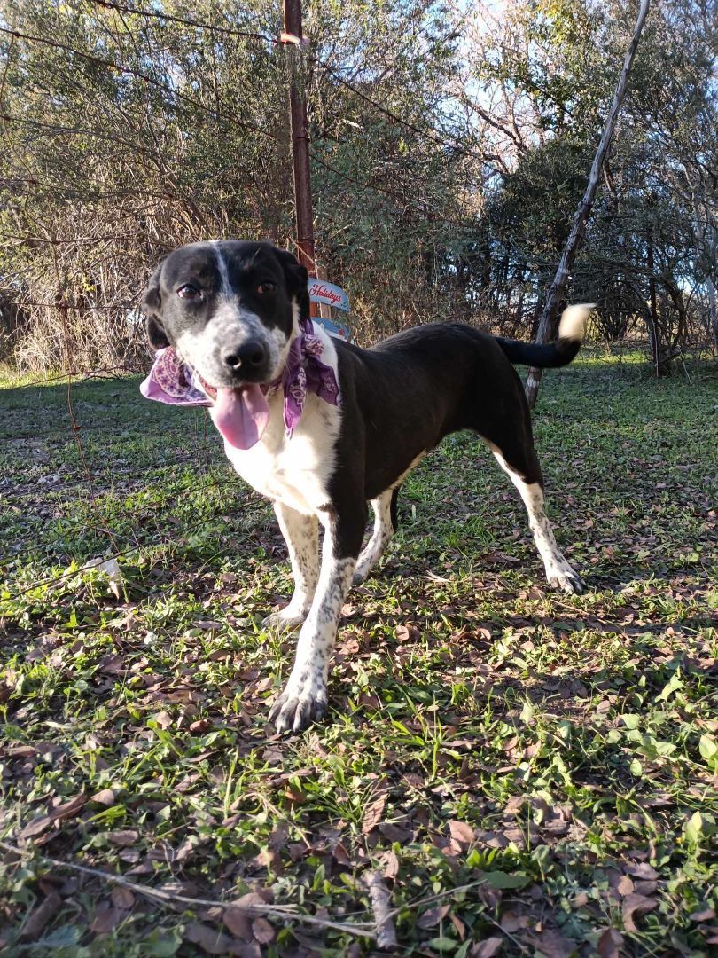 Enlarge Tia, a Adoptable mixed breed in Kempner, TX image 2/3