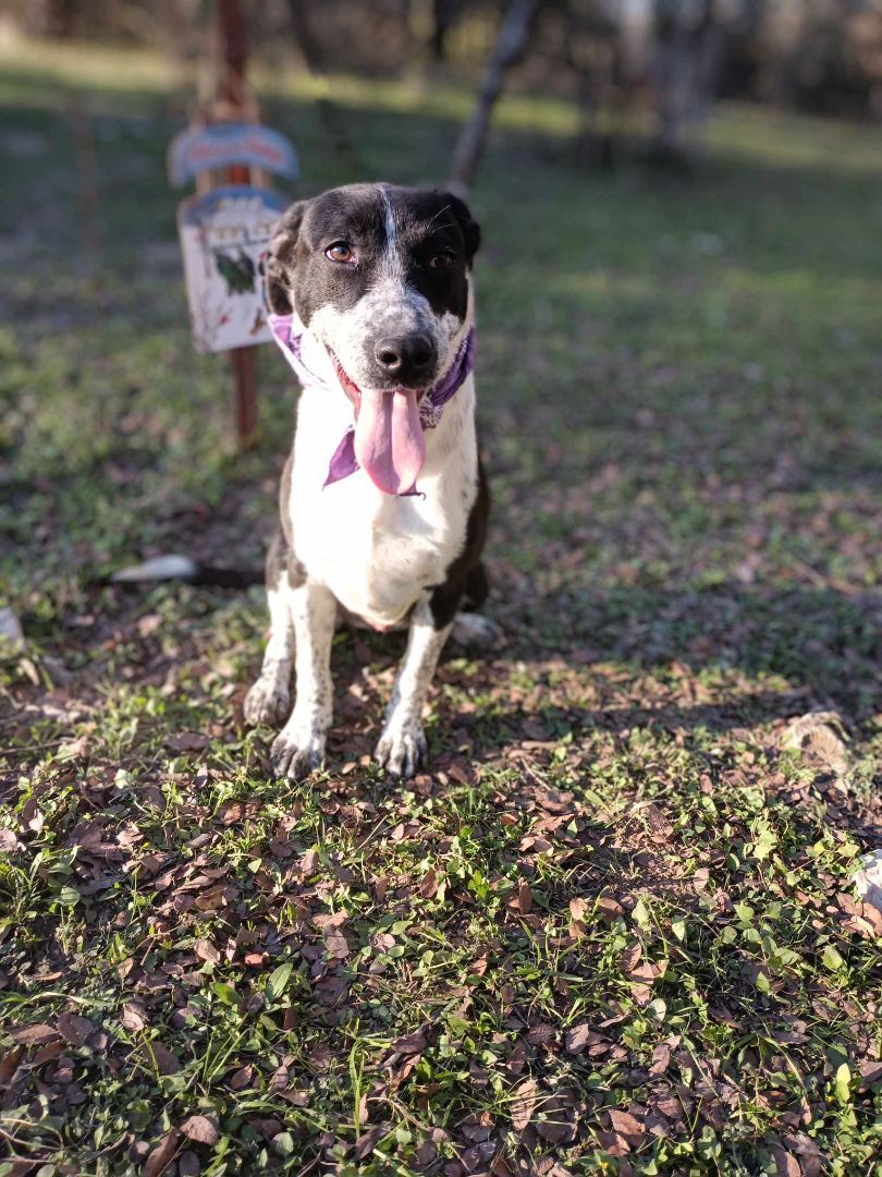 Enlarge Tia, a Adoptable mixed breed in Kempner, TX image 3/3