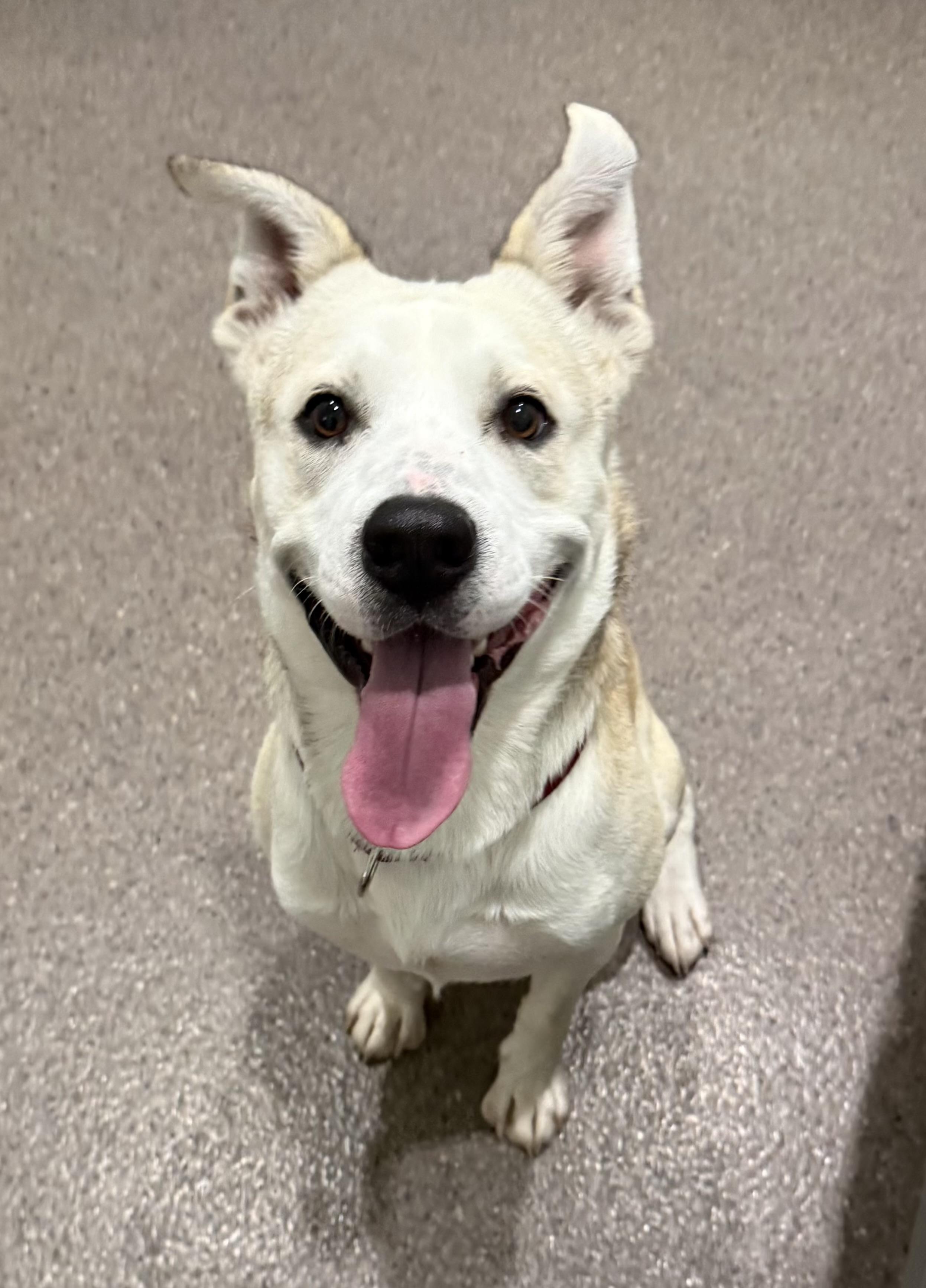 Enlarge Arthur- Currently Enrolled in Prison Program, a Adoptable mixed breed in Sault Sainte Marie, MI image 2/2