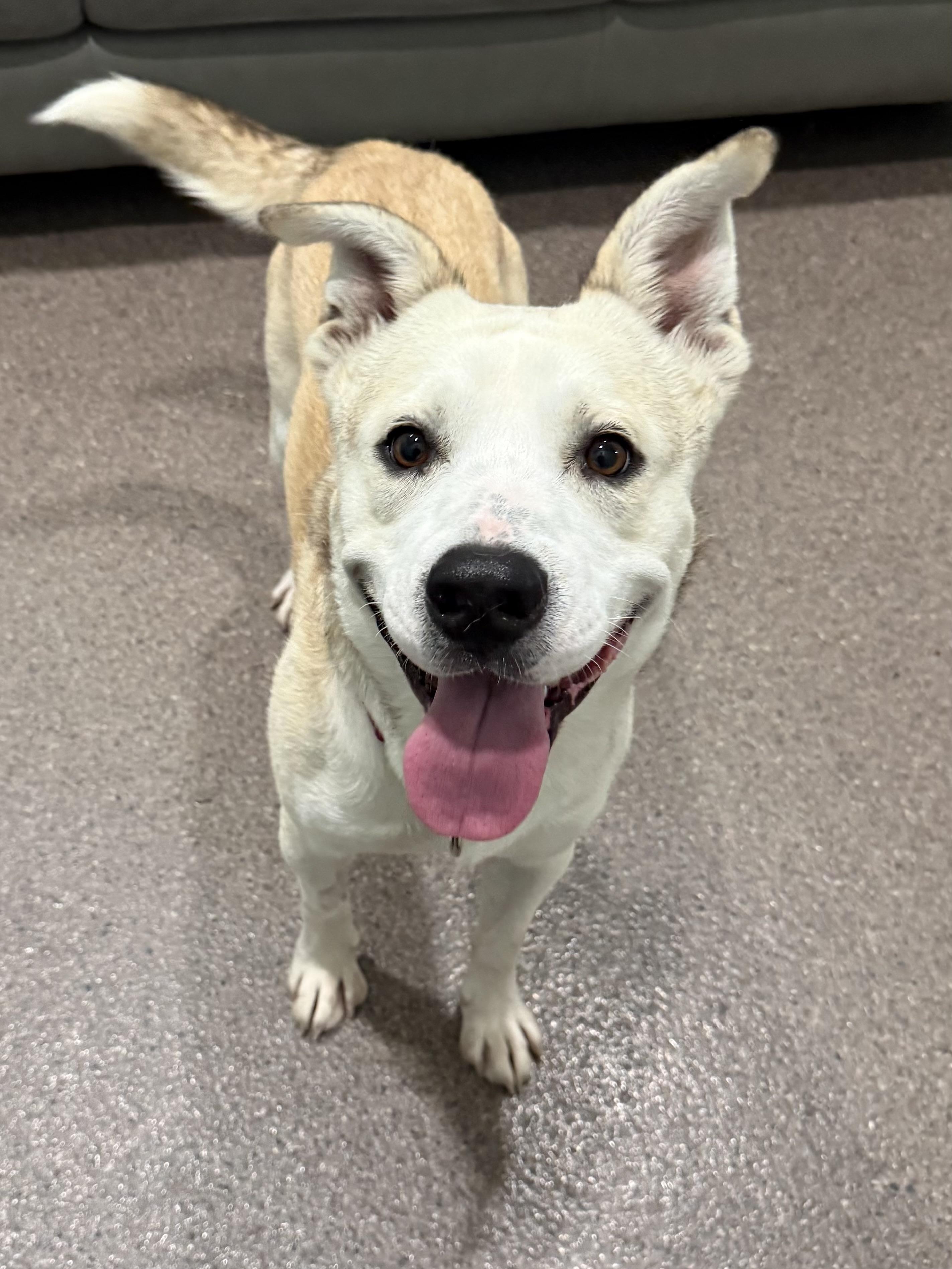 Enlarge Arthur- Currently Enrolled in Prison Program, a Adoptable mixed breed in Sault Sainte Marie, MI image 1/2