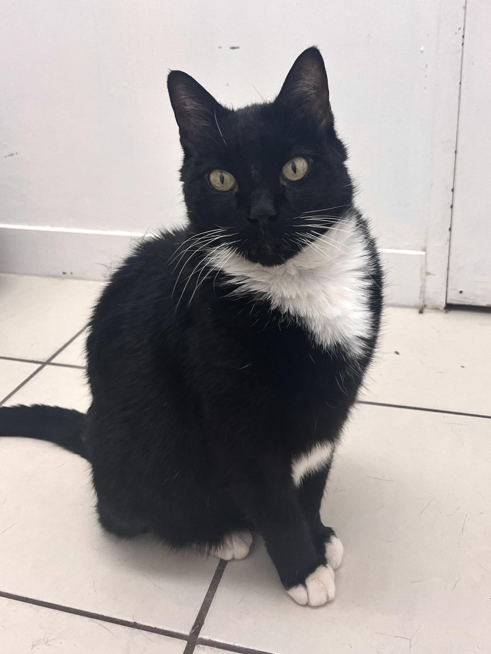 Duffy RM, Adoptable, Adult Male Domestic Short Hair.