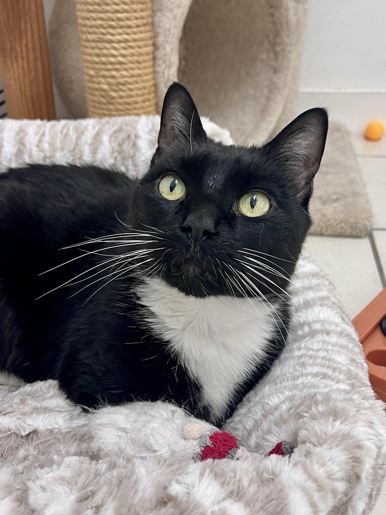 Enlarge Duffy RM, a Adoptable Domestic Short Hair in Rockaway, NJ image 2/3