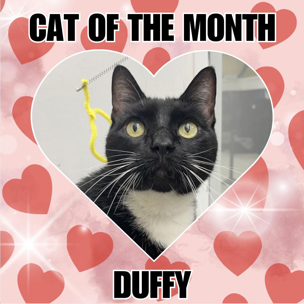 Enlarge Duffy RM, a Adoptable Domestic Short Hair in Rockaway, NJ image 3/3