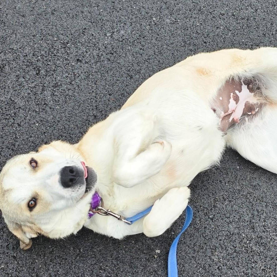 Enlarge Champange, a ADOPTABLE mixed breed in Shepherdsville, KY image 4/5