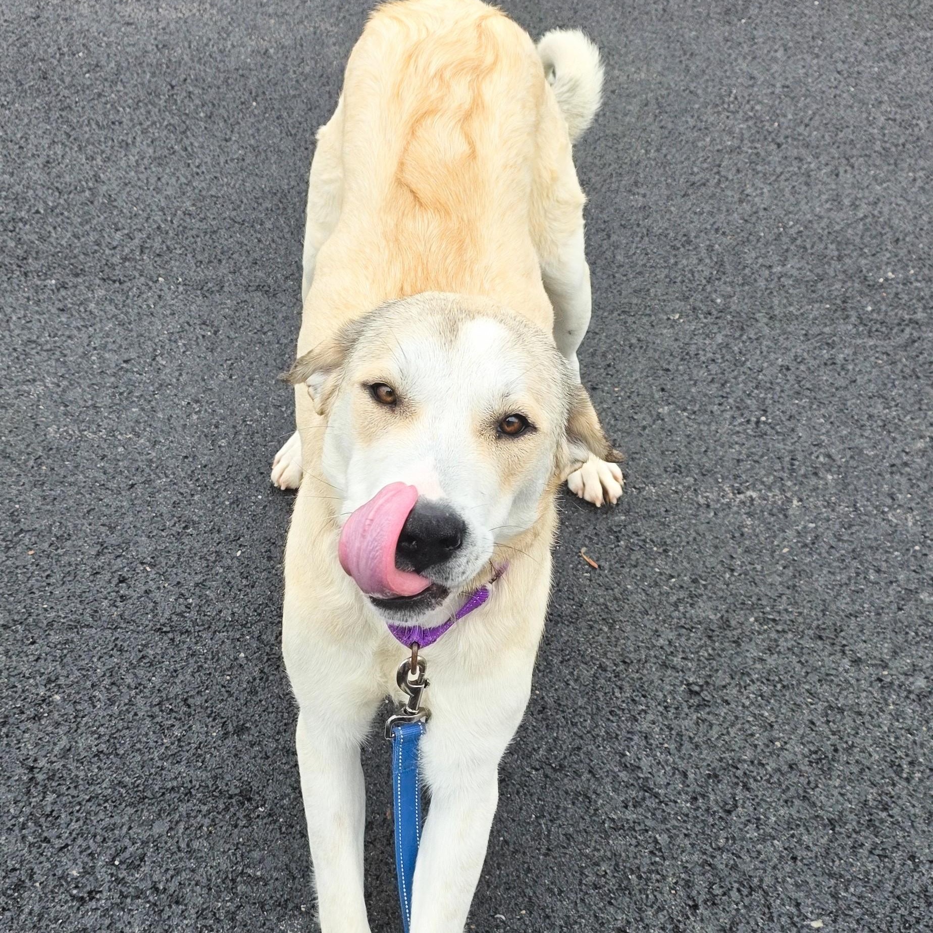 Enlarge Champange, a ADOPTABLE mixed breed in Shepherdsville, KY image 5/5
