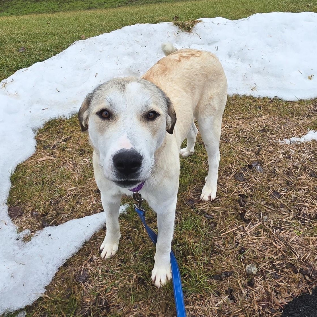 Enlarge Champange, a ADOPTABLE mixed breed in Shepherdsville, KY image 1/5
