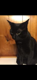 Enlarge Jax, a Adopted mixed breed in Greeneville, TN image 1/1