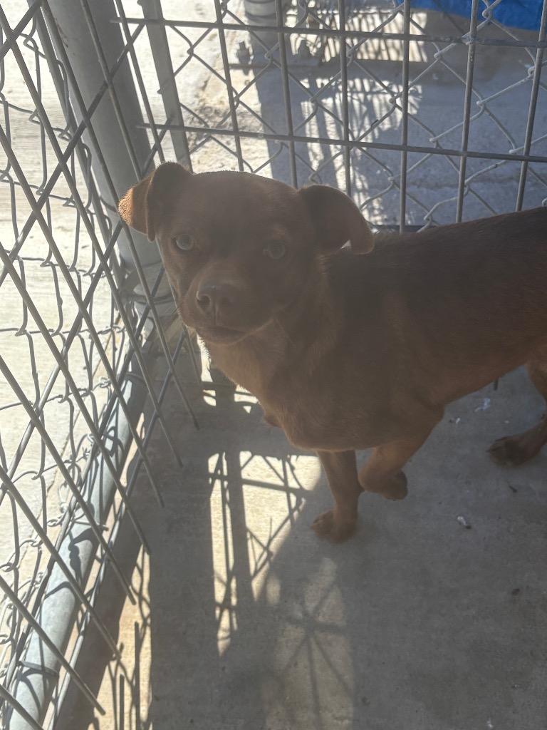 Maeva, Adoptable, Young Female Chihuahua.