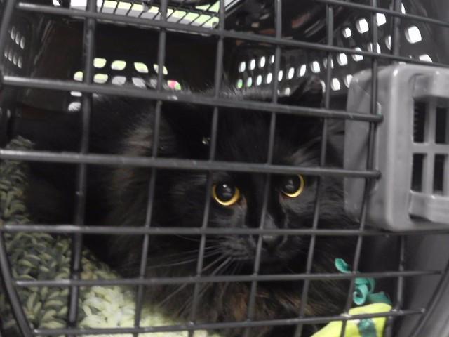 Enlarge AUTUMN, a Adoptable mixed breed in Omaha, NE image 1/1