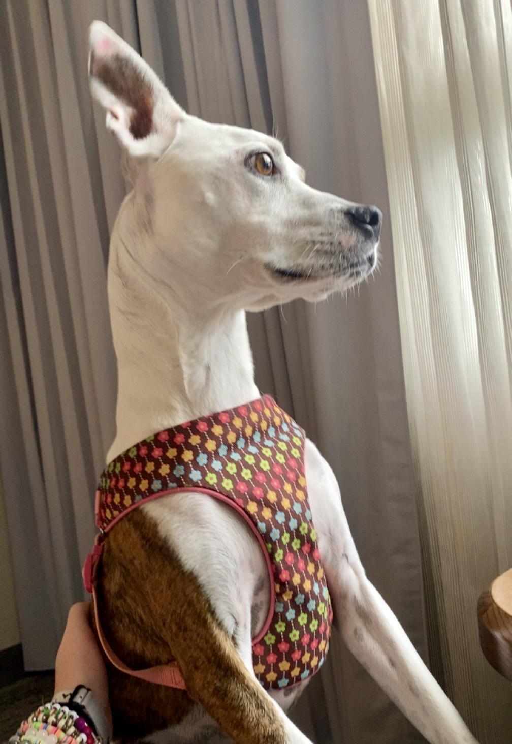 Dottie, Senior Female unknown