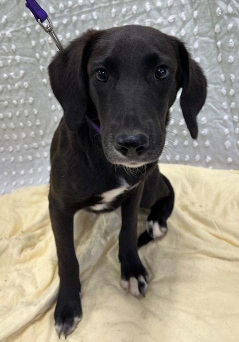 Enlarge Taylor, a Adoptable mixed breed in Southampton, PA image 1/1