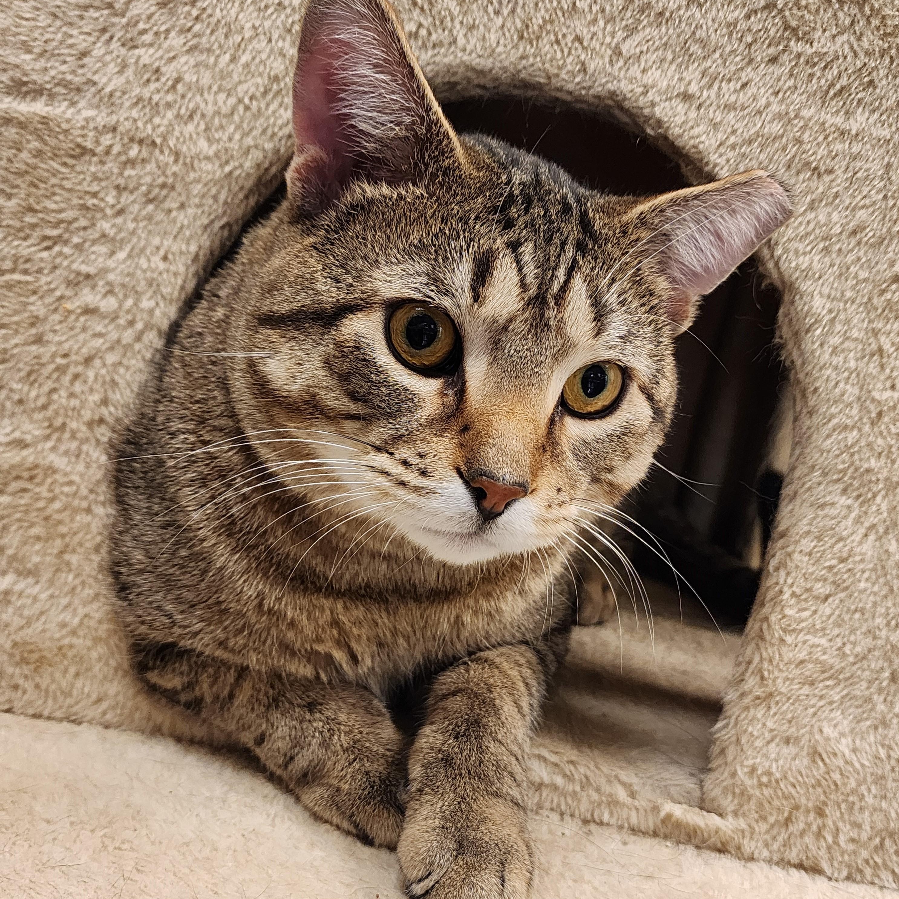 Enrique, adopted, Adult Male Domestic Short Hair.