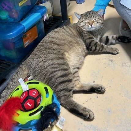 Enlarge Enrique, a ADOPTABLE mixed breed in Bolingbrook, IL image 2/5