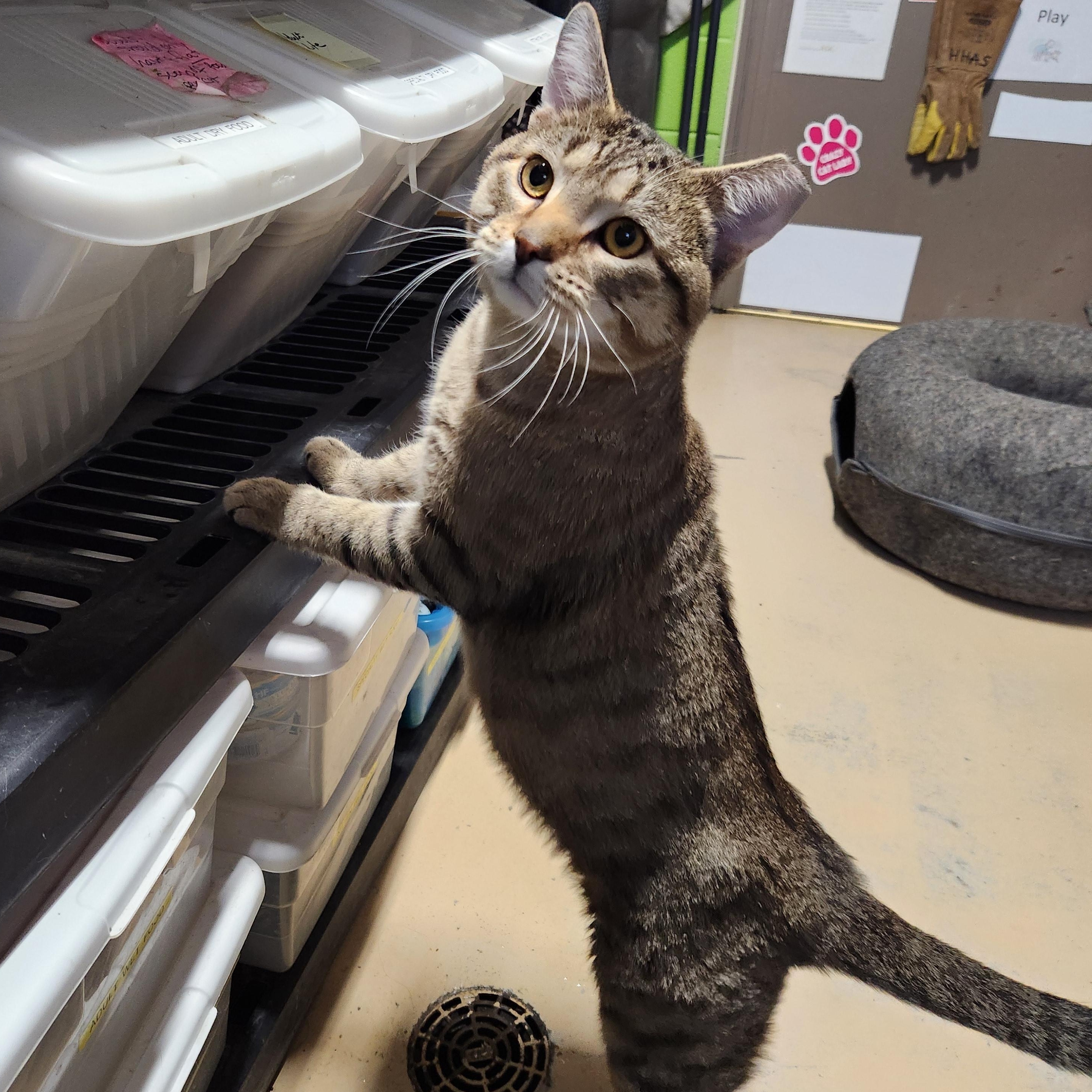 Enlarge Enrique, a ADOPTABLE mixed breed in Bolingbrook, IL image 4/5