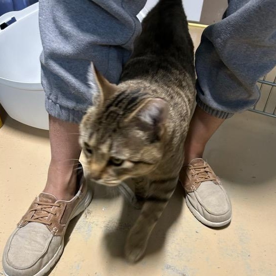 Enlarge Enrique, a ADOPTABLE mixed breed in Bolingbrook, IL image 5/5