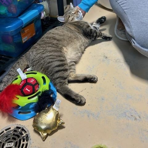 Enlarge Enrique, a ADOPTABLE mixed breed in Bolingbrook, IL image 3/5