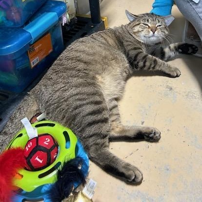 Enrique, ADOPTABLE, Adult Male Domestic Short Hair.