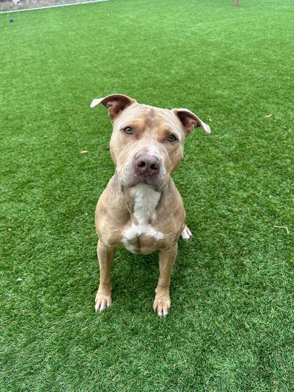 Cashew - 2, Adoptable, Young Male Mixed Breed & Mixed Breed.