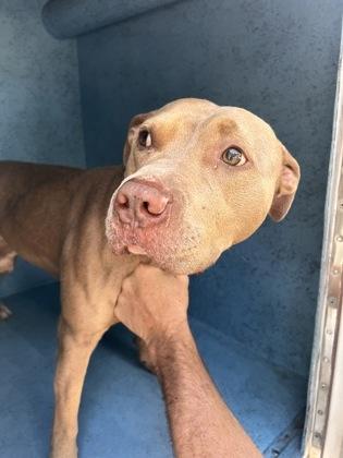 Cashew - 2, Adoptable, Young Male Mixed Breed & Mixed Breed.