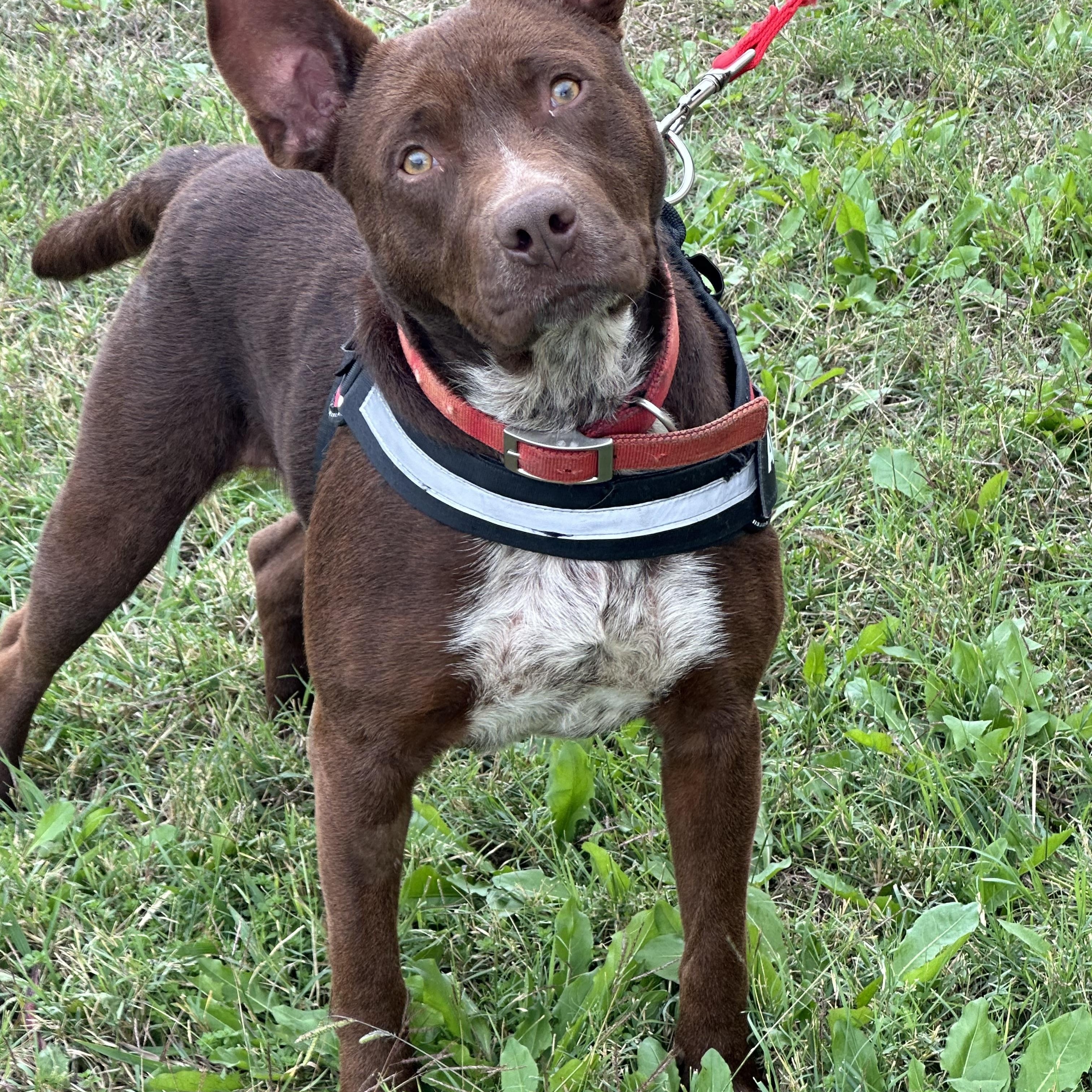 BOSS-Bright Boy, Young Male Pit Bull Terrier