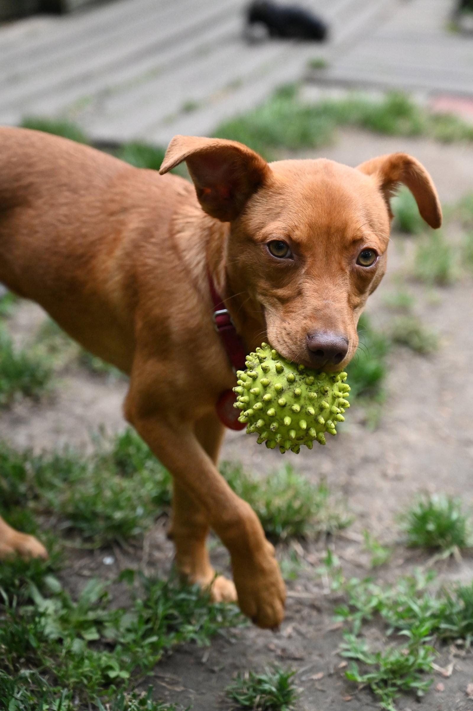 Enlarge Lambchop Puppet *LOCAL*, a Adopted Miniature Pinscher in Wakefield, RI image 1/3