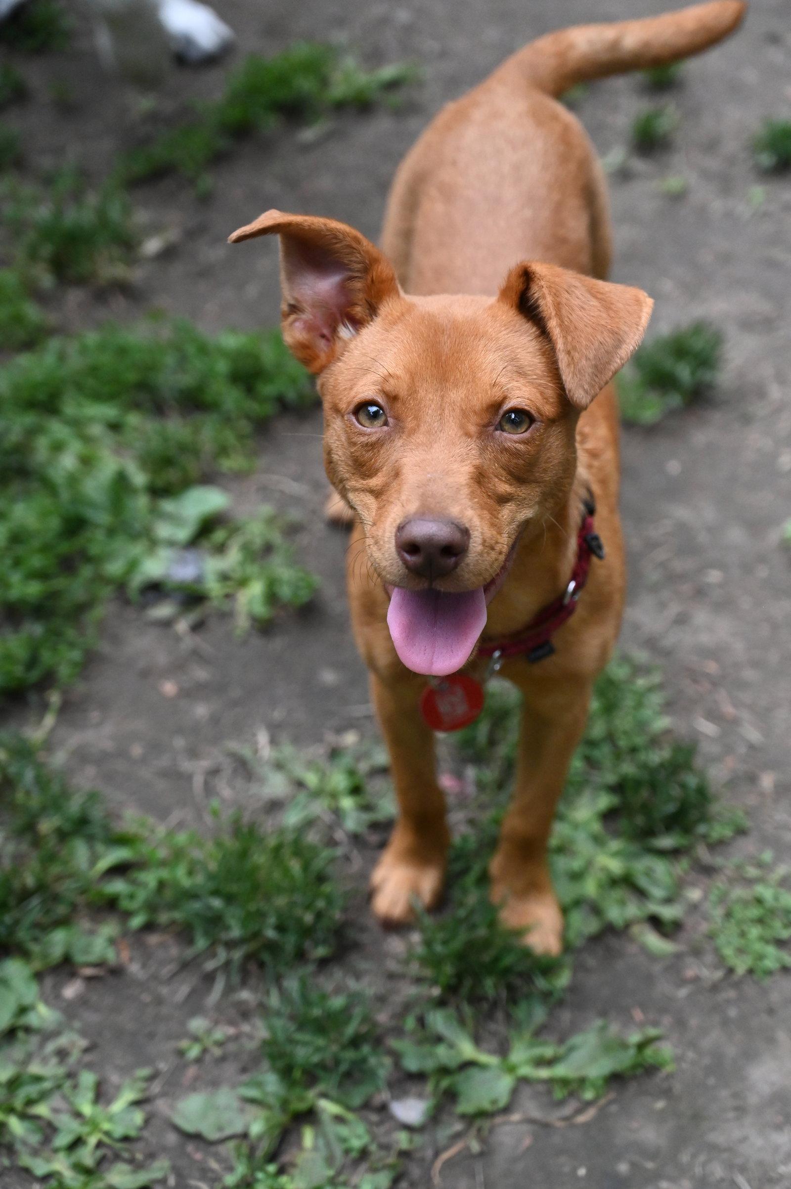 Enlarge Lambchop Puppet *LOCAL*, a Adopted Miniature Pinscher in Wakefield, RI image 2/3