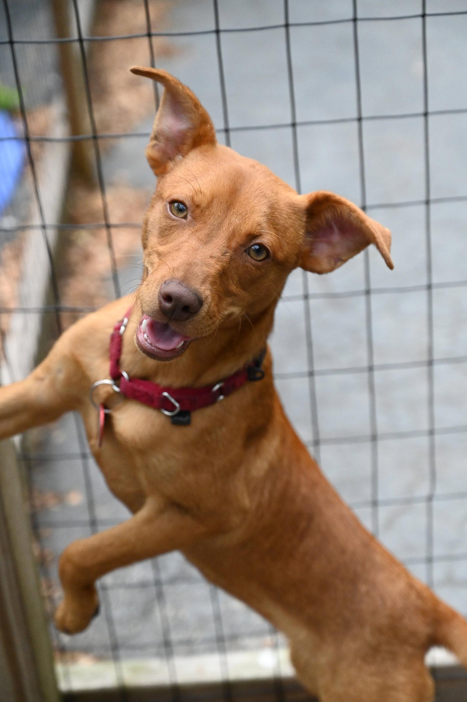 Enlarge Lambchop Puppet *LOCAL*, a Adopted Miniature Pinscher in Wakefield, RI image 3/3